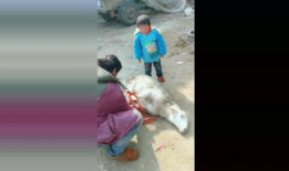 杀羊视频,揭秘杀羊现场的真实过程